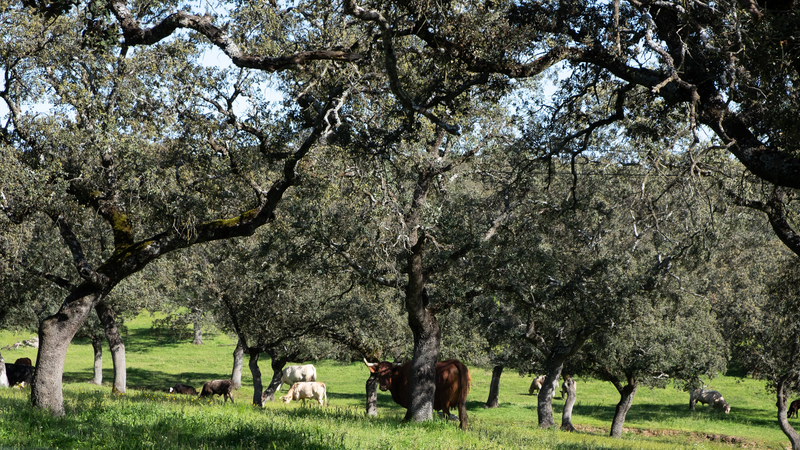 Rinder in der Dehesa – Korkeichen spenden Schatten
